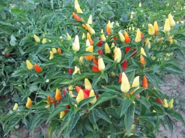 BİBERİYE BİBERİ TOHUMU - Resim 2