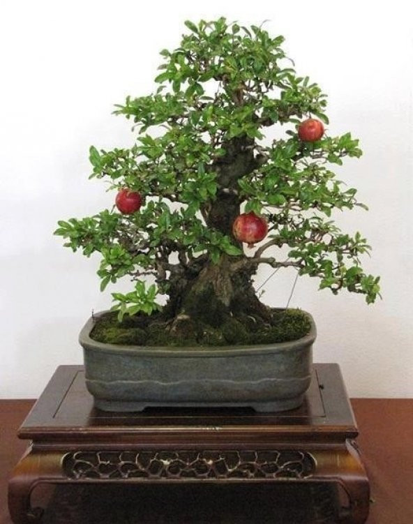 BONSAİ NAR AĞACI TOHUMU (SAKSI TOPRAK SETİ) - Resim 2