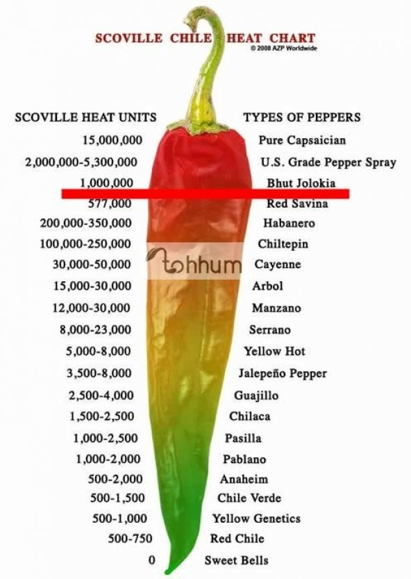 BHUT JOLOKİA BİBERİ - 2