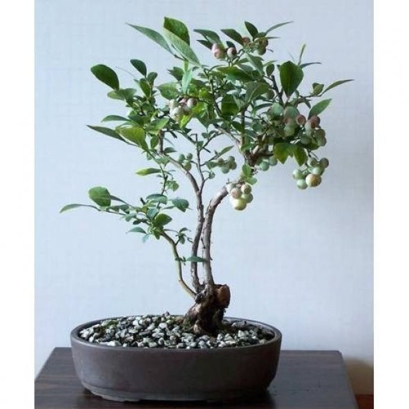 BLUEBERRY BONSAİ AĞACI 10+ TOHUM ürün görseli 1