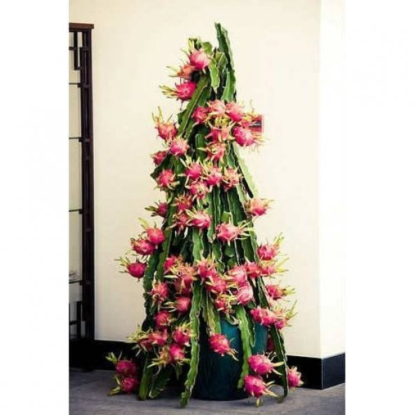 Cüce Ejder Meyvesi Tohumu 10+ Tohum ürün görseli 1