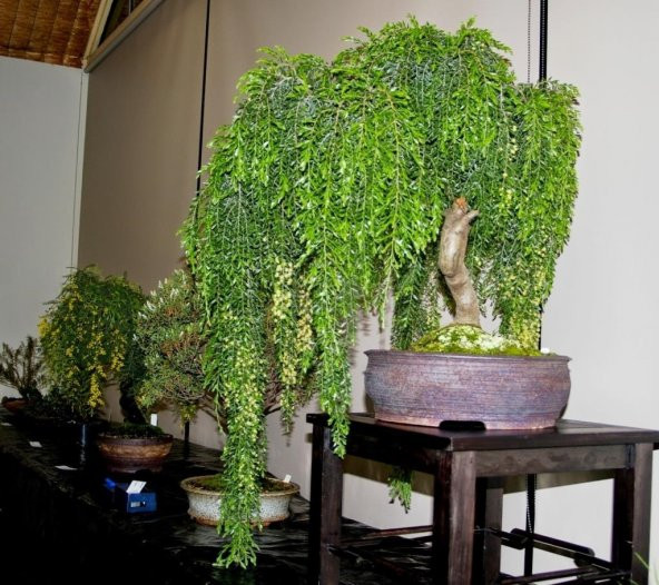 BODUR AKASYA BONSAİ AĞACI TOHUMU (SAKSI TOPRAK SETİ) ürün görseli 1