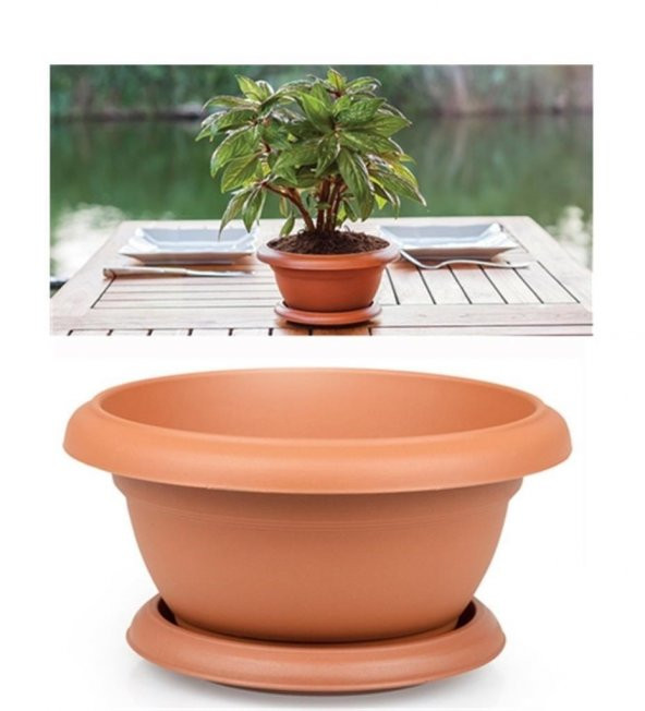 BODUR AKASYA BONSAİ AĞACI TOHUMU (SAKSI TOPRAK SETİ) - Resim 3