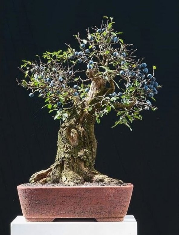 BLUEBERRY BONSAİ AĞACI 10+TOHUM SAKSI TOPRAK SETİ - Resim 2