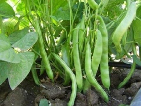 BONCUK AYŞE 10+ ADET TOHUM- - Resim 2