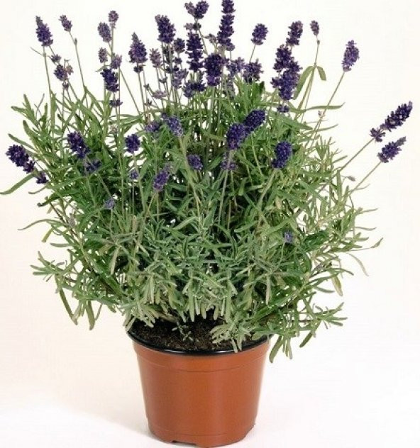 CÜCE LAVANTA ÇİÇEĞİ TOHUMU