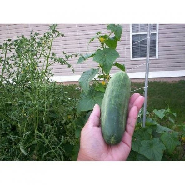 ÇALI TİPİ SALATALIK TOHUMU ürün görseli 1