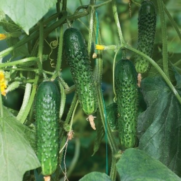 ÇALI TİPİ SALATALIK TOHUMU - Resim 2