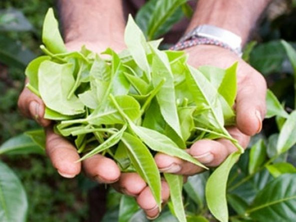 ÇAY TOHUMU 20+ ADET TOHUM ürün görseli 1