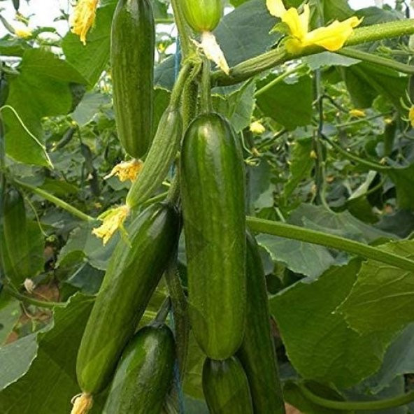 Çengelköy Badem Salatalık Tohumu - 2