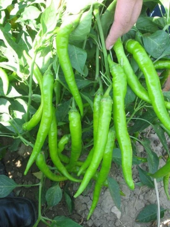 ÇETİNEL TİPİ SİVRİ BİBER TOHUMU ürün görseli 1