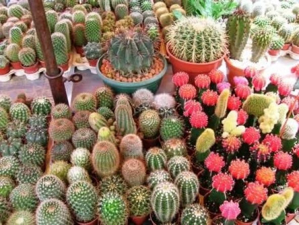 ÇİÇEKLİ KAKTÜS TOHUMU ürün görseli 1