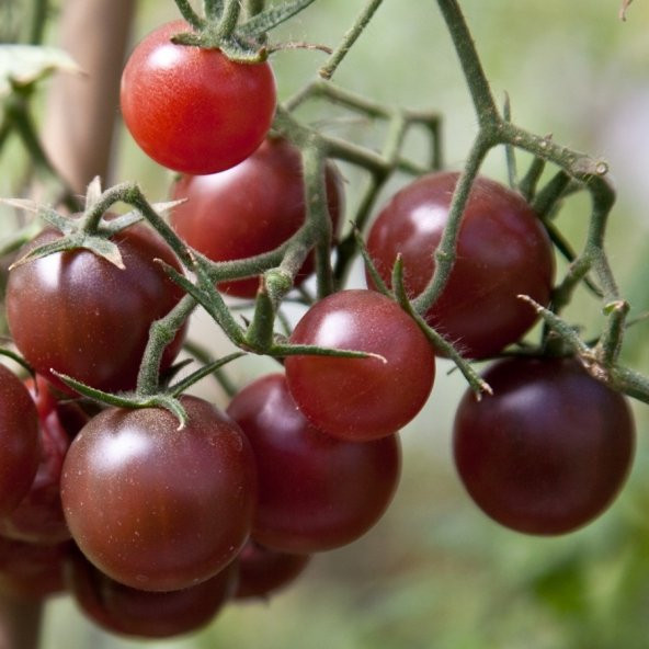 ÇİKOLATA CHERRY DOMATES TOHUMU - Resim 2