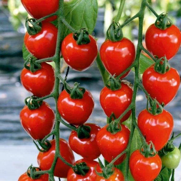 ÇİLEK DOMATESİ (tomatoberry)