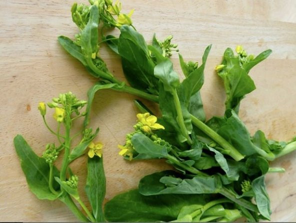 ÇİÇEKLİ PAK CHOI* 100+ ADET TOHUM