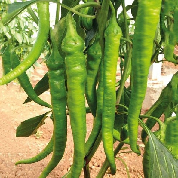 ÇETİNEL TİPİ SİVRİ BİBER TOHUMU - Resim 2