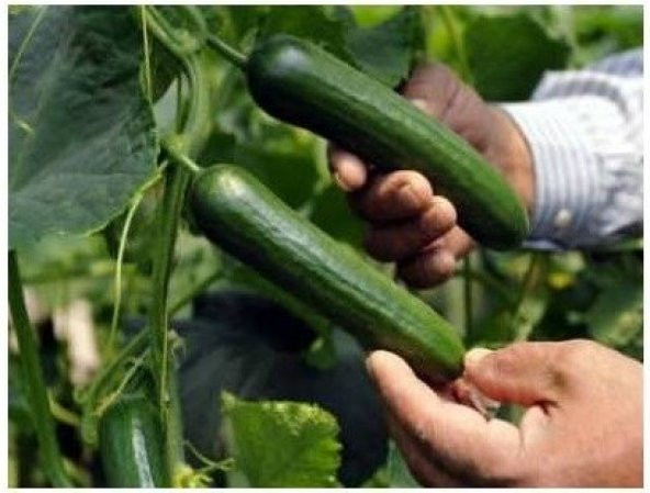 ÇOK ERKENCİ 60 GÜNLÜK NADİR SALATALIK TOHUMU ürün görseli 1