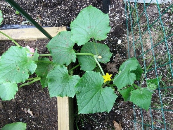 ÇOK ERKENCİ 60 GÜNLÜK NADİR SALATALIK TOHUMU - Resim 2