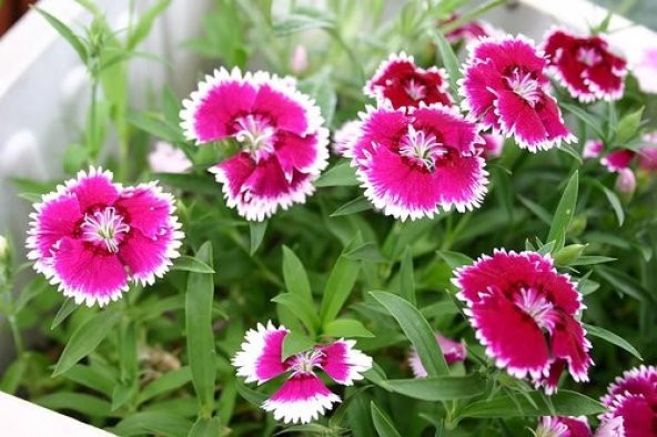 ÇİN KARANFİLİ TOHUMU +SAKSI+TOPRAK ürün görseli 1