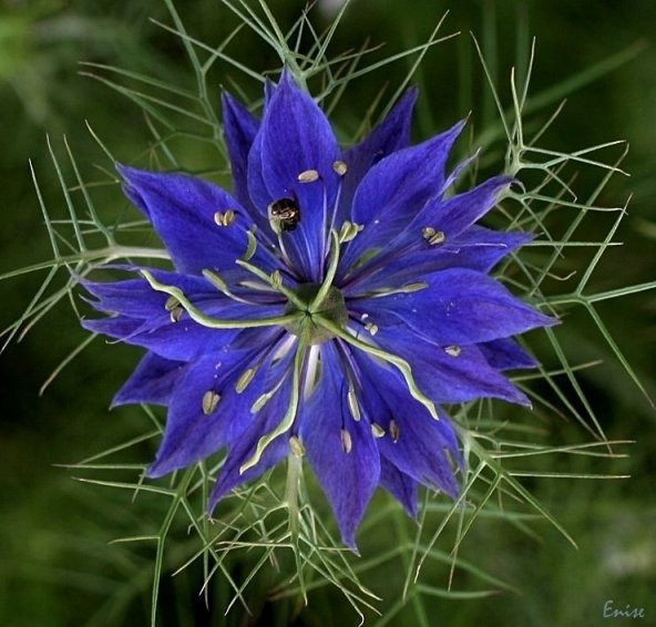 ÇÖREKOTU ÇİÇEĞİ (nigelle damas variee) - Resim 2