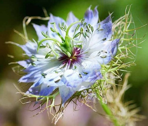 ÇÖREKOTU ÇİÇEĞİ SAKSI TOPRAK SETİ ürün görseli 1