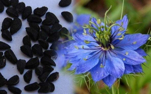 ÇÖREKOTU ÇİÇEĞİ SAKSI TOPRAK SETİ - Resim 2