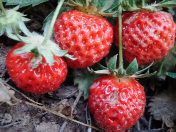 DAĞ ÇİLEĞİ TOHUMU 25+ TOHUM - Resim 2