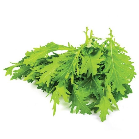 Dantel Yapraklı  Hardal Otu Tohumu ürün görseli 1