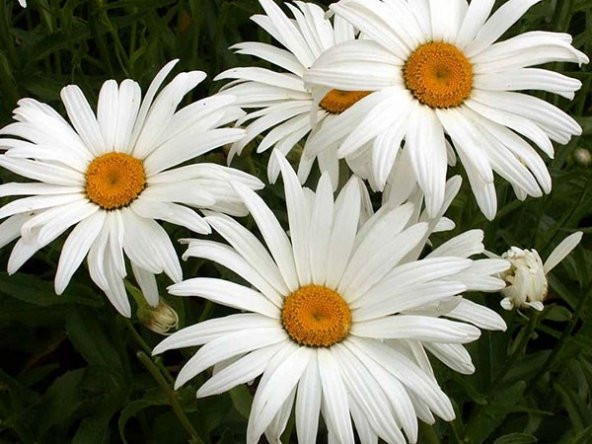 DEV ALASKA PAPATYA tohumu ürün görseli 1