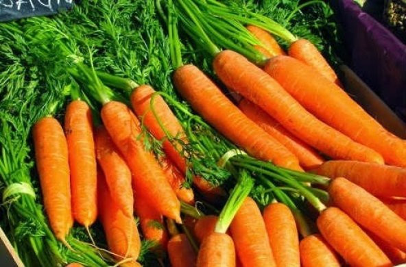 İTALYAN PARMAK HAVUÇ 300+ ADET TOHUM ürün görseli 1