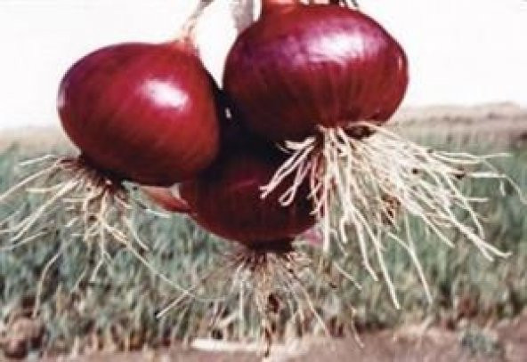 İTALYAN KIRMIZI BAŞ SOĞAN ürün görseli 1