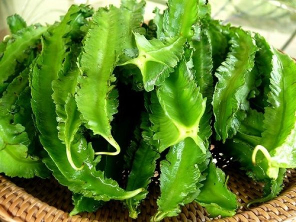 KANATLI FASULYE TOHUMU ürün görseli 1