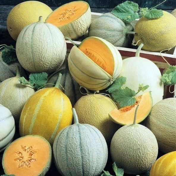 KARIŞIK KAVUN TOHUMU ürün görseli 1