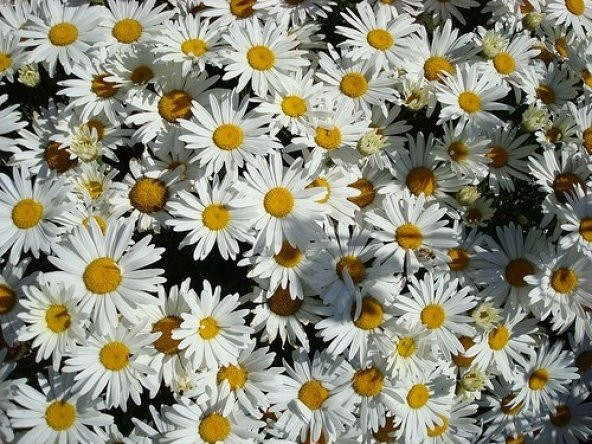 DEV ALASKA PAPATYA tohumu - Resim 2