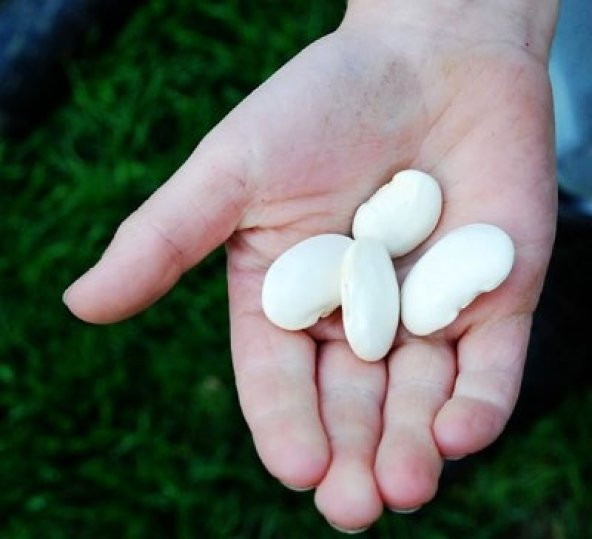 DEV BOMBAY FASULYE TOHUMU - 2