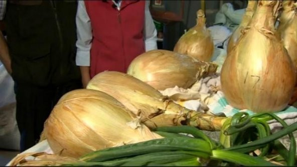 DEV SOĞAN TOHUMU - Resim 2