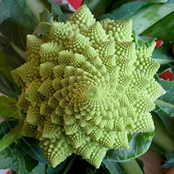 İTALYAN ROMANESCO PİRAMİT BROKOLİ TOHUMU - 2