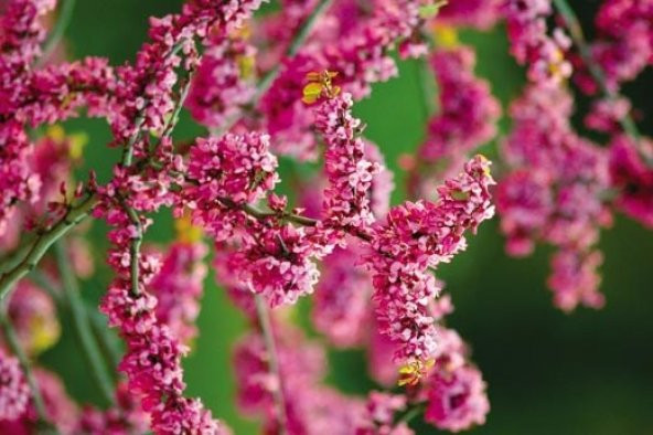 ERGUVAN AĞACI TOHUMU ürün görseli 1