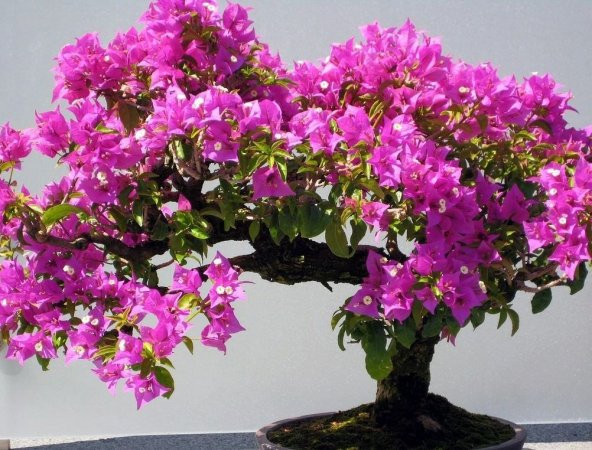 ERGUVAN BONSAİ AĞACI 5 TOHUM (SAKSI TOPRAK SETİ)