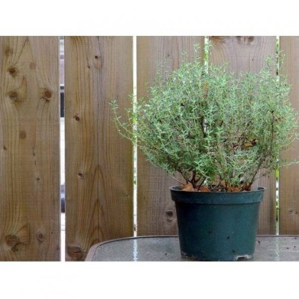 KEKİK TOHUMU +SAKSI+TOPRAK ürün görseli 1