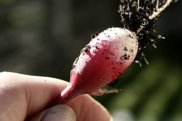 FRANSIZ KAHVALTI TURBU TOHUMU - Resim 2