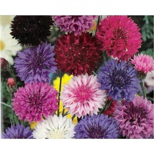 KARIŞIK RENKLİ KANTARON ÇİÇEĞİ SAKSI TOPRAK SETİ ürün görseli 1