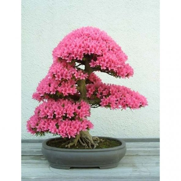 ERGUVAN BONSAİ AĞACI 5 TOHUM - Resim 2