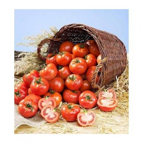 ERKENCİ DOMATES TOHUMU ürün görseli 1