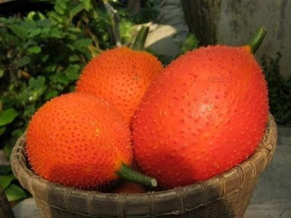 GAC MEYVESİ TOHUMU - Resim 3