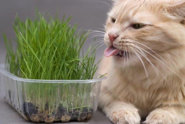 KEDİ ÇİMİ TOHUMU 2000+TOHUM+SAKSI+TOPRAK - 2