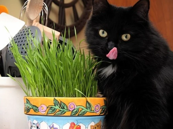KEDİ ÇİMİ TOHUMU - 2