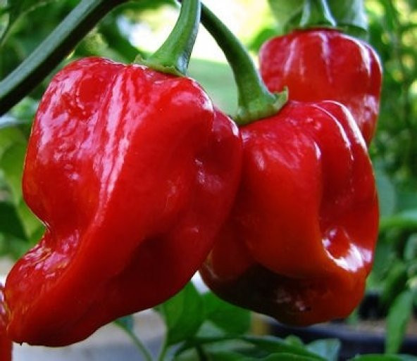 KIRMIZI HABANERO BİBERİ TOHUMU - Resim 2