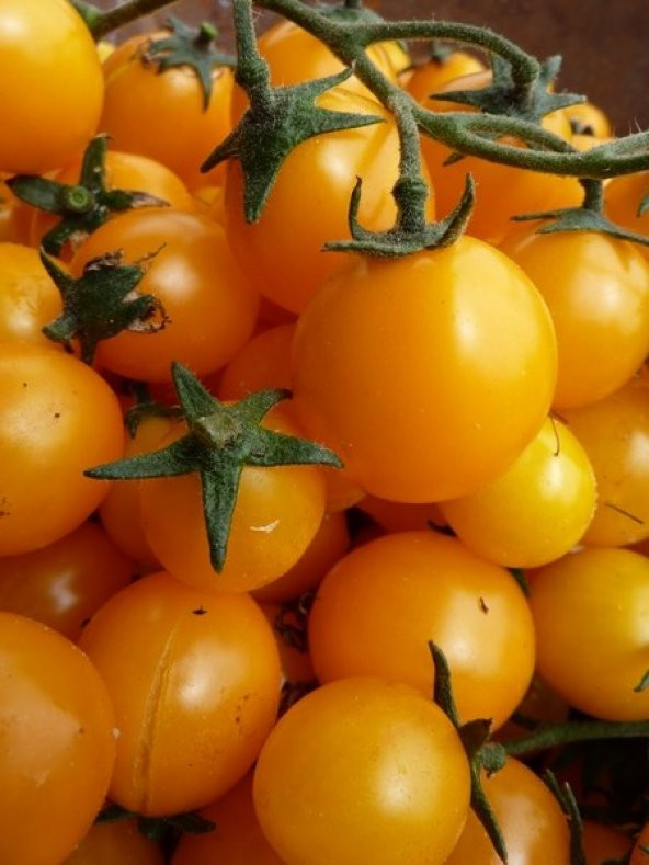 GOLD NUGGET ALTIN SARIDOMATES+SAKSI+TOPRAK - Resim 2