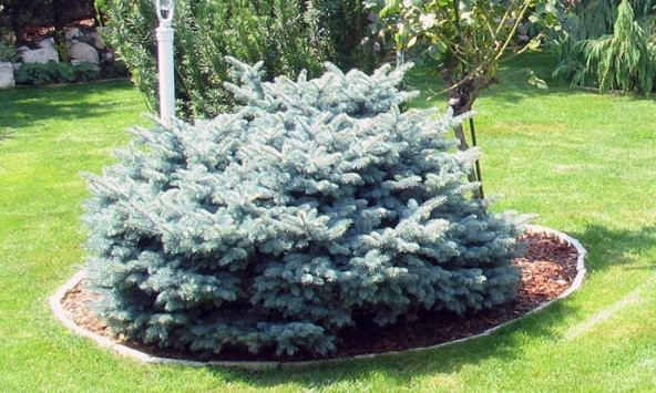 MAVİ LADİN AĞACI TOHUMU